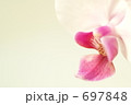 胡蝶蘭