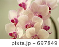 胡蝶蘭
