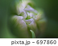 つぼみ