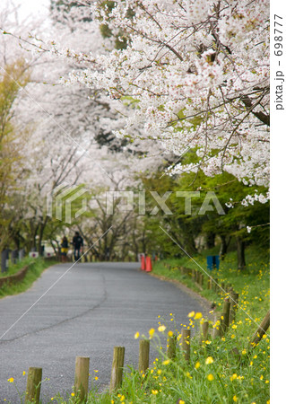 春の小道に咲く桜 春の小道に咲く桜