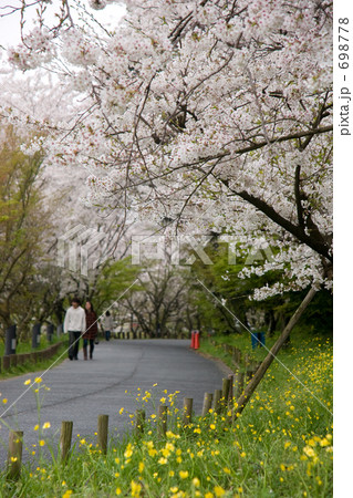 「春の小道に咲く桜」の写真素材 「春の小道に咲く桜」の写真素材