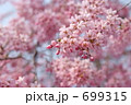 紅枝垂桜