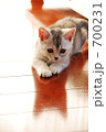 子猫