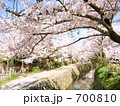 哲学の道の桜