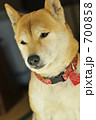 柴犬