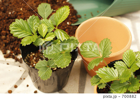 緑を植えよう! 緑を植えよう!