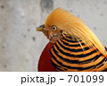 キジ　キンケイ