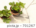 緑を植えよう！