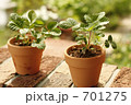 緑を植えよう！