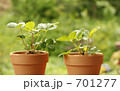 緑を植えよう！