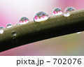 チューリップの茎と水滴