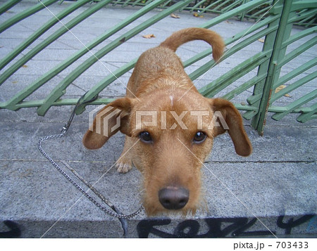 PARIS マルシェにいた犬 PARIS マルシェにいた犬