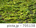 ツタ横