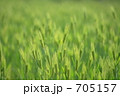 春の麦畑