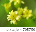 小菊