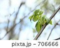 山菜のタカノツメです