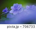 アジサイ