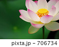 蓮