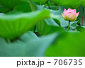 蓮