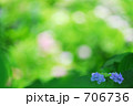 アジサイ