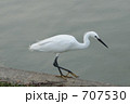 白鷺