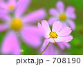 コスモス花