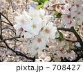 石神井公園-満開の桜
