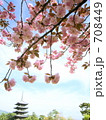 桜と五重の塔