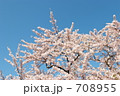 もりもりソメイヨシノ