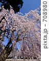 弘前公園　大枝垂れ