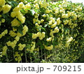 木香薔薇（もっこうばら）