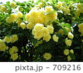 木香薔薇（もっこうばら）