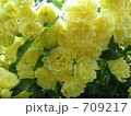 木香薔薇（もっこうばら）