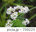 蕎麦の花