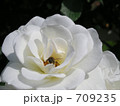 バラと蜂