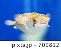 ハリセンボン