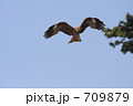 鳶