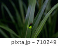 発光、ヘイケ蛍