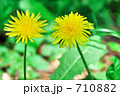 日本（カントウ）タンポポ