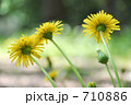 日本（カントウ）タンポポの後ろ姿