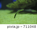 チンアナゴ
