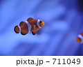 カクレクマノミ