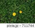 たんぽぽ