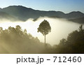 朝もやと杉の木
