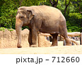アジアゾウ