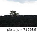 岩手焼走り溶岩流の松