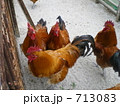 にわとり