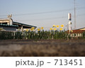 新十津川駅に咲く黄色い花