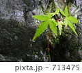 石に根付いて　１