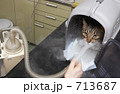 治療を受ける猫